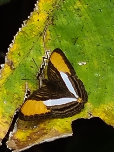 Adelpha cytherea