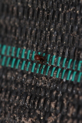 Ostearius melanopygius