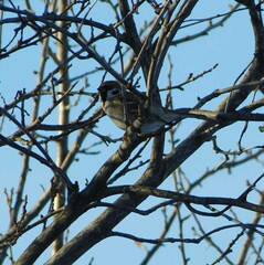 Passer montanus