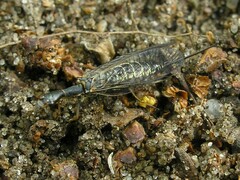 Raphidiidae