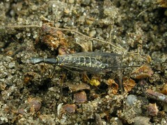 Raphidiidae