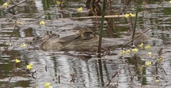 Caiman crocodilus