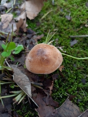 Hebeloma