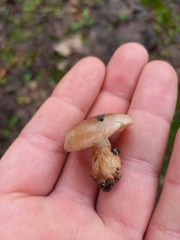 Hebeloma