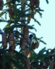 Periparus ater