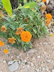 Tagetes patula