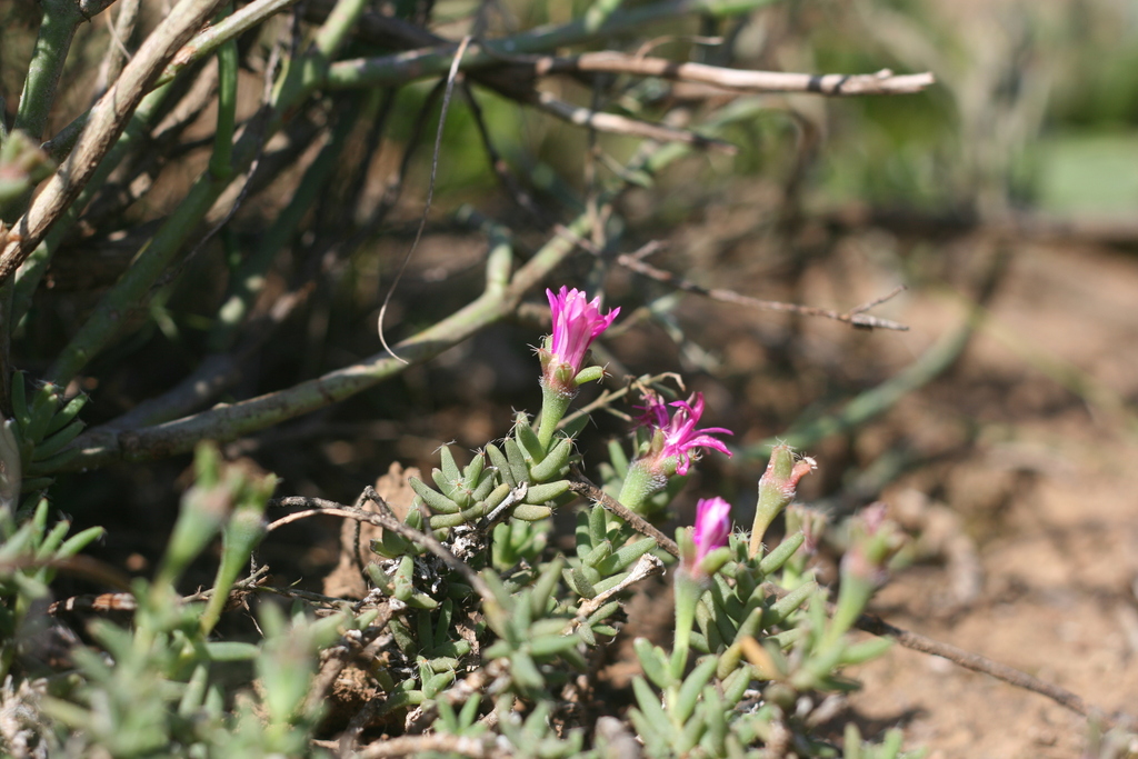Trichodiadema stayneri