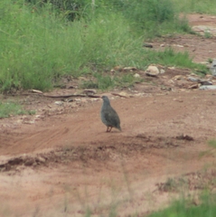 Pternistis natalensis