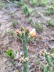 Opuntia salmiana