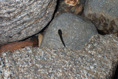 Gastromyzontidae