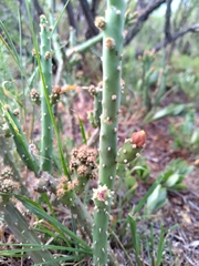 Opuntia salmiana