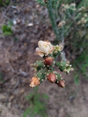 Opuntia salmiana