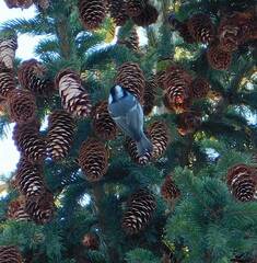 Periparus ater
