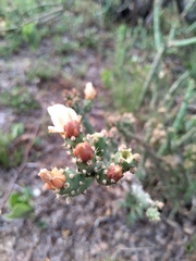 Opuntia salmiana