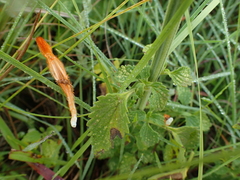 Leonotis ocymifolia