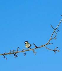 Parus major