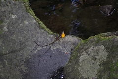 Anolis oxylophus