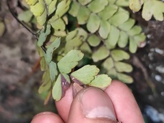 Adiantum flabellulatum