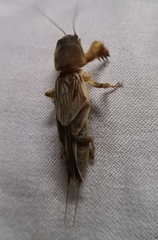 Gryllotalpa orientalis