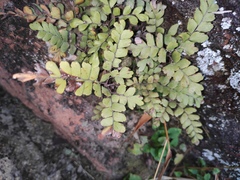 Adiantum flabellulatum