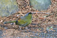 Liocichla steerii