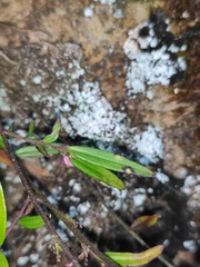 Polygala hongkongensis