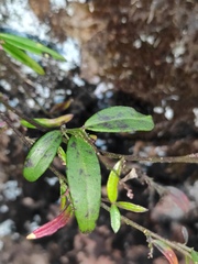 Polygala hongkongensis