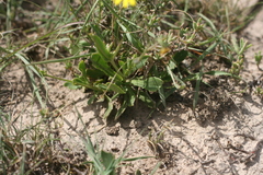 Osteospermum spathulatum