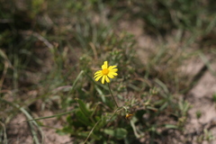Osteospermum spathulatum