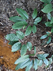 Heptapleurum heptaphyllum