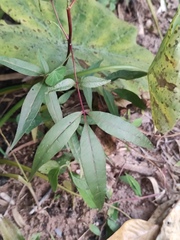Zanthoxylum armatum