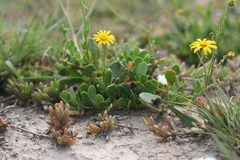 Osteospermum spathulatum
