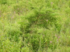 Campuloclinium macrocephalum