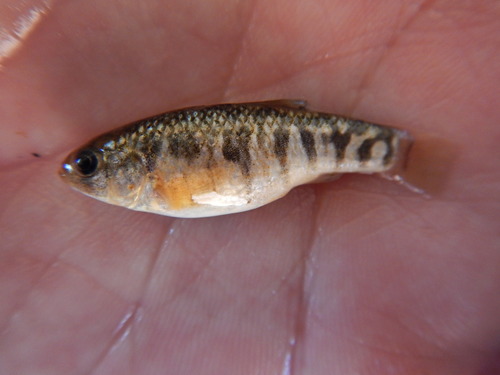 Red River pupfish (Cyprinodon rubrofluviatilis) — Cyprinodontidae