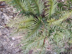 Blechnum orientale