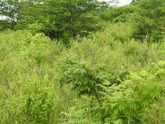 Campuloclinium macrocephalum