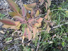 Triadica cochinchinensis