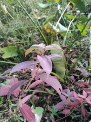 Melastoma sanguineum