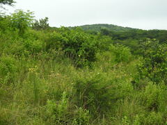 Campuloclinium macrocephalum