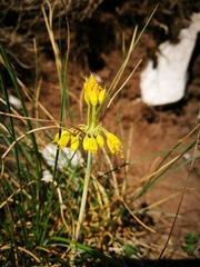Allium flavum