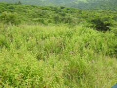 Campuloclinium macrocephalum