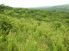 Campuloclinium macrocephalum