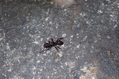 Stictoponera gastrodeiaStictoponera gastrodeia