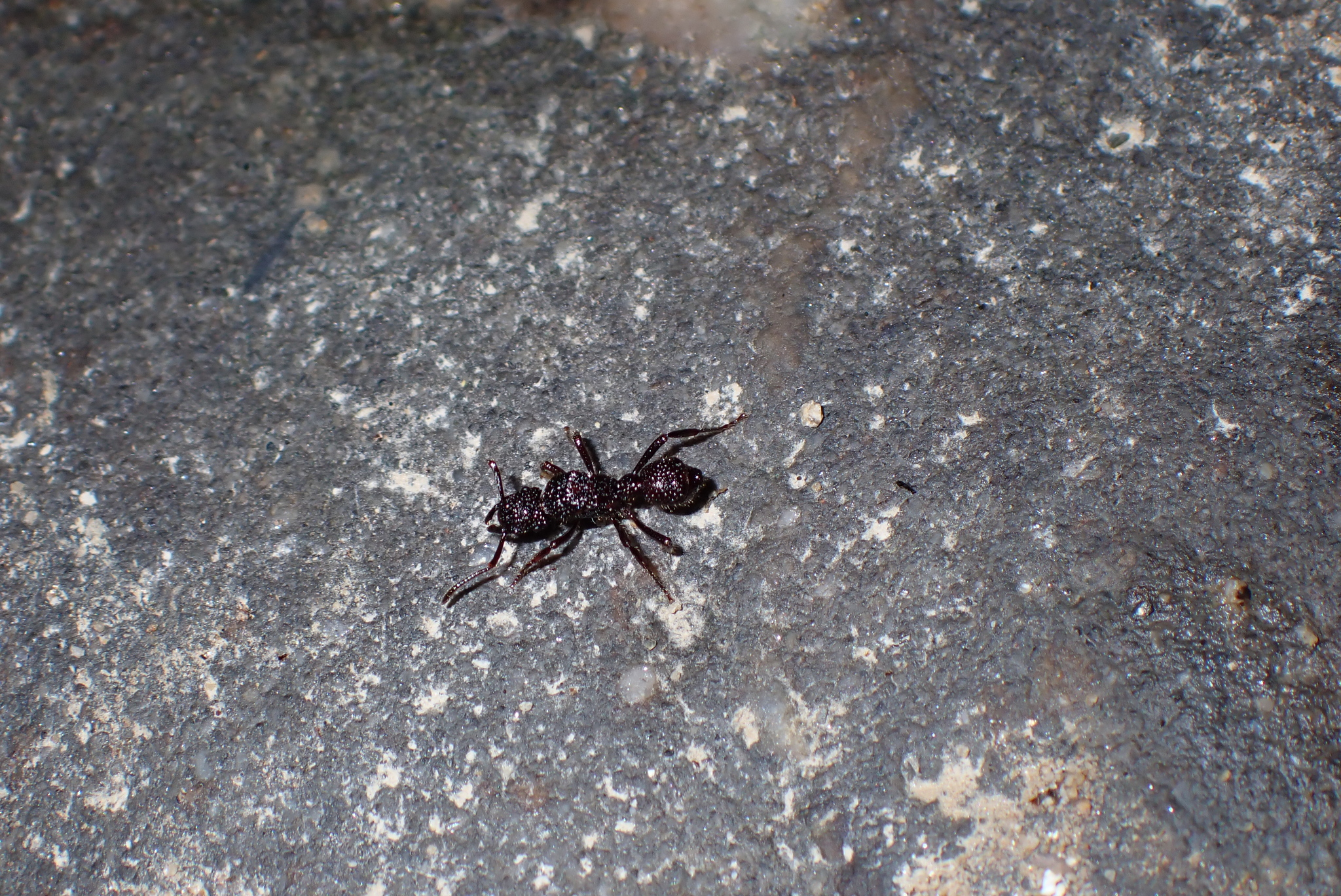 Stictoponera gastrodeia