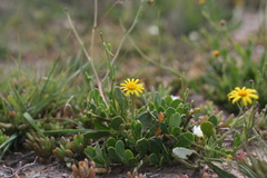 Osteospermum spathulatum