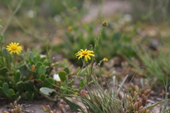 Osteospermum spathulatum