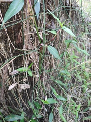 Equisetum ramosissimum