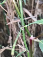 Equisetum ramosissimum