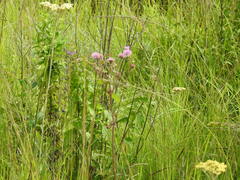 Campuloclinium macrocephalum