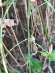 Equisetum ramosissimum